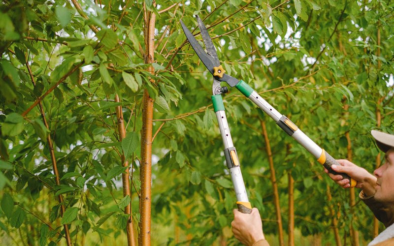 Tree trimming in Waldoboro, ME